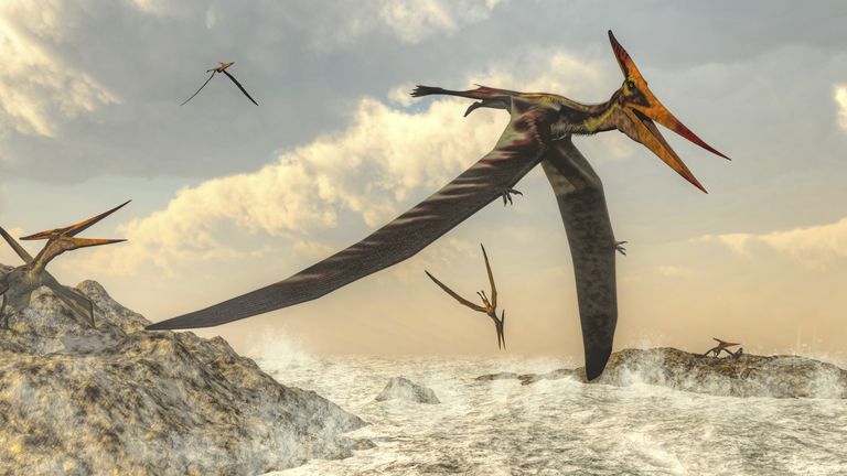 pterodactyl